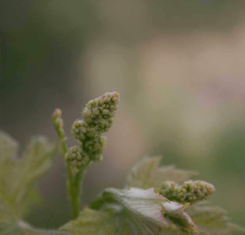 uvas