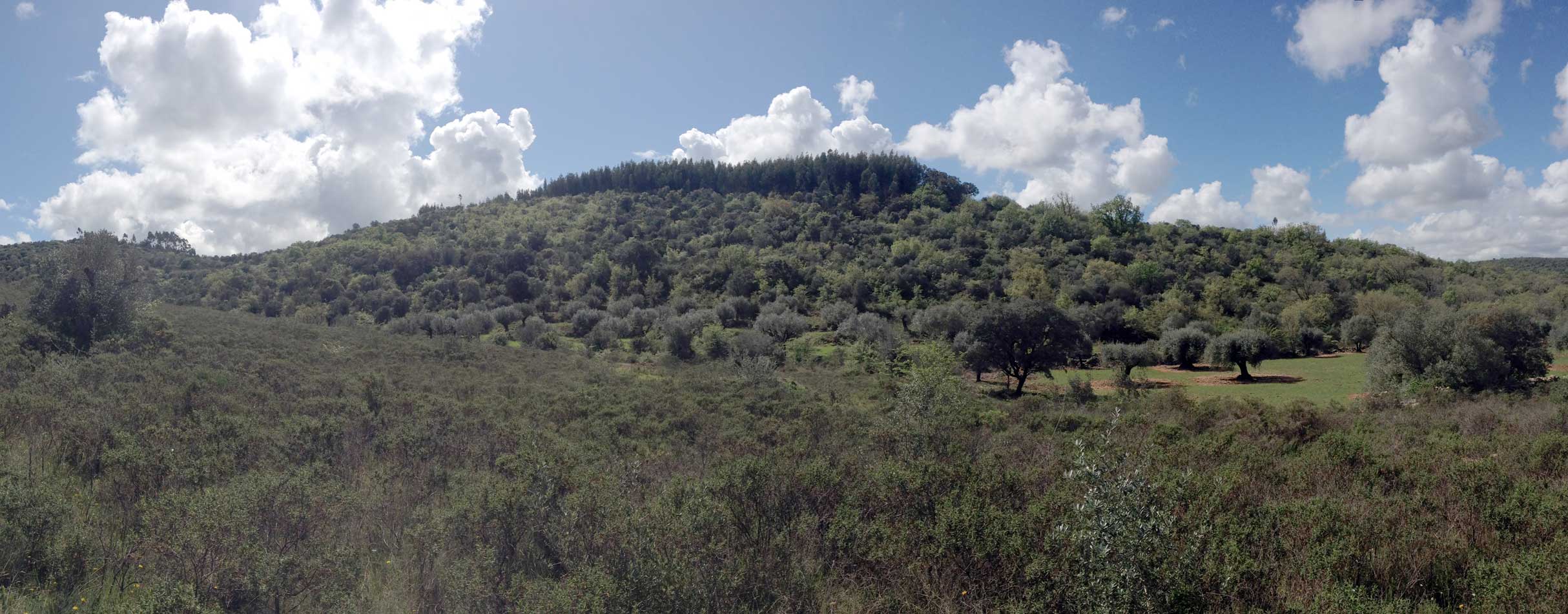 monte