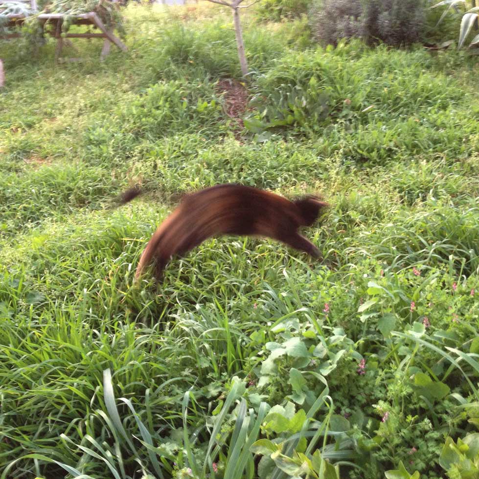 gata