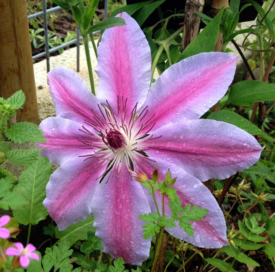 Flor