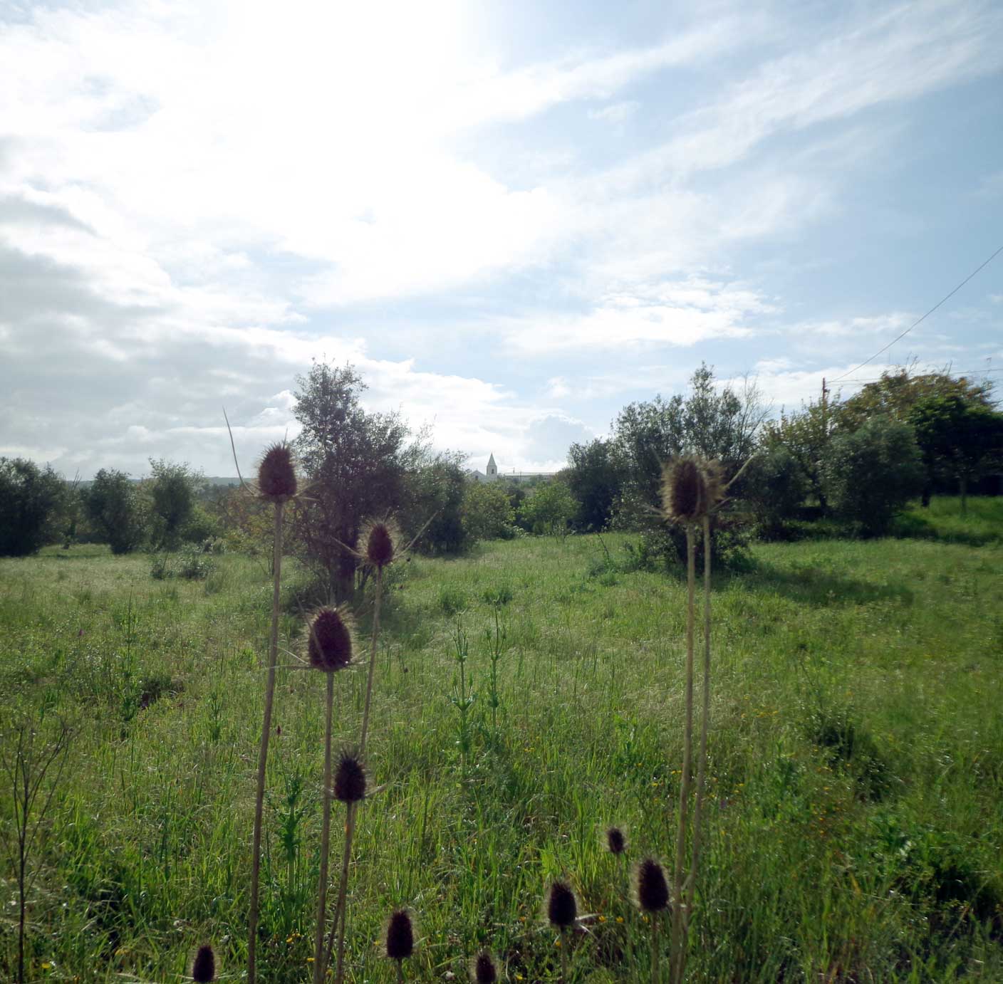 Campo