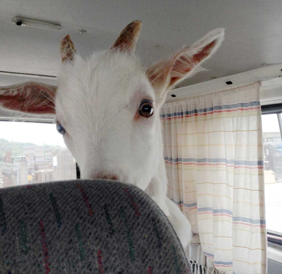Cabrito