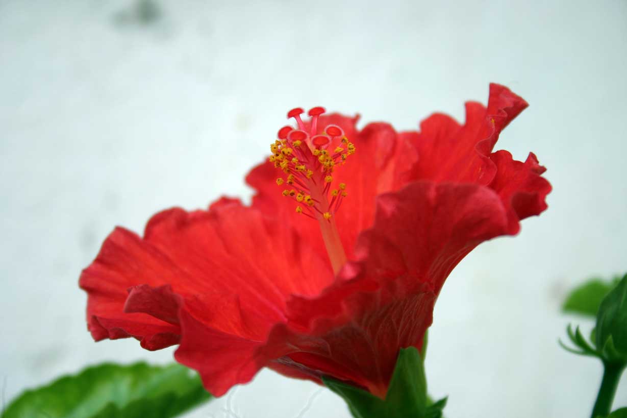 Flor