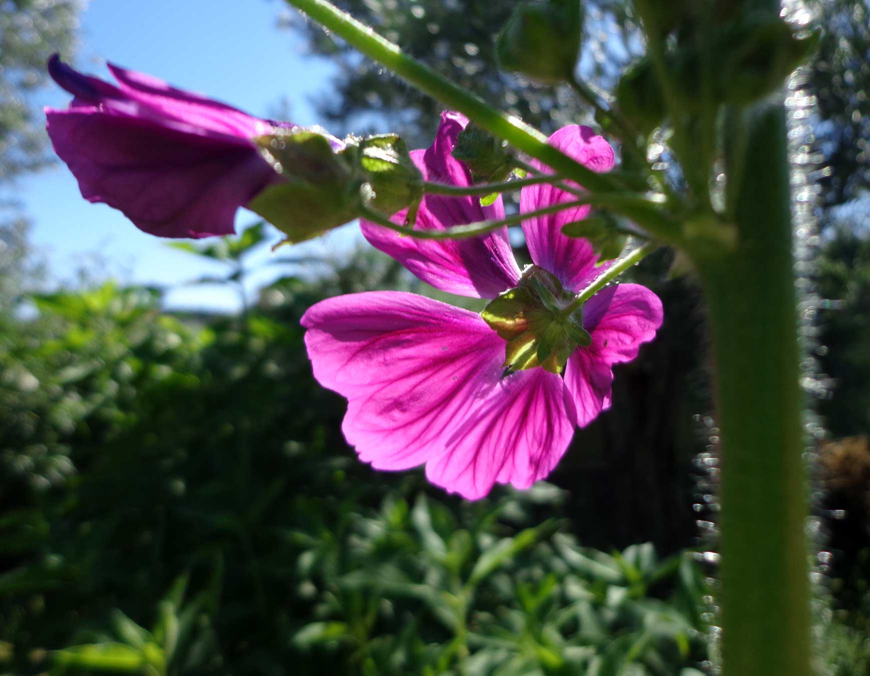 Flores