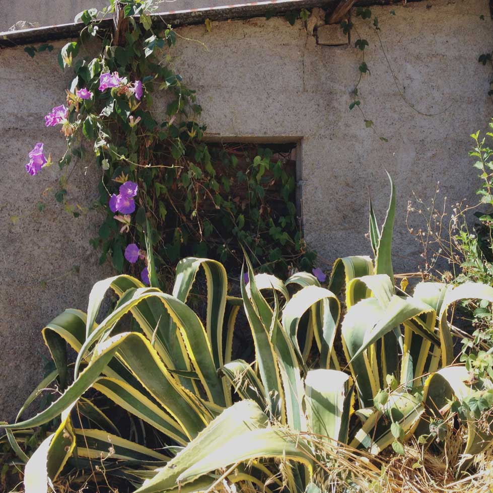 Flores