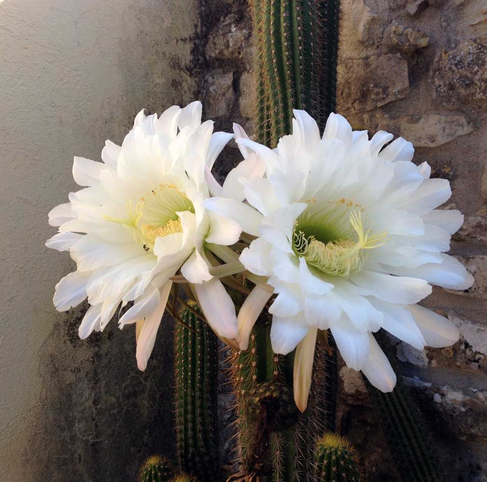 Flores