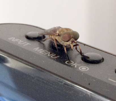 Mosca