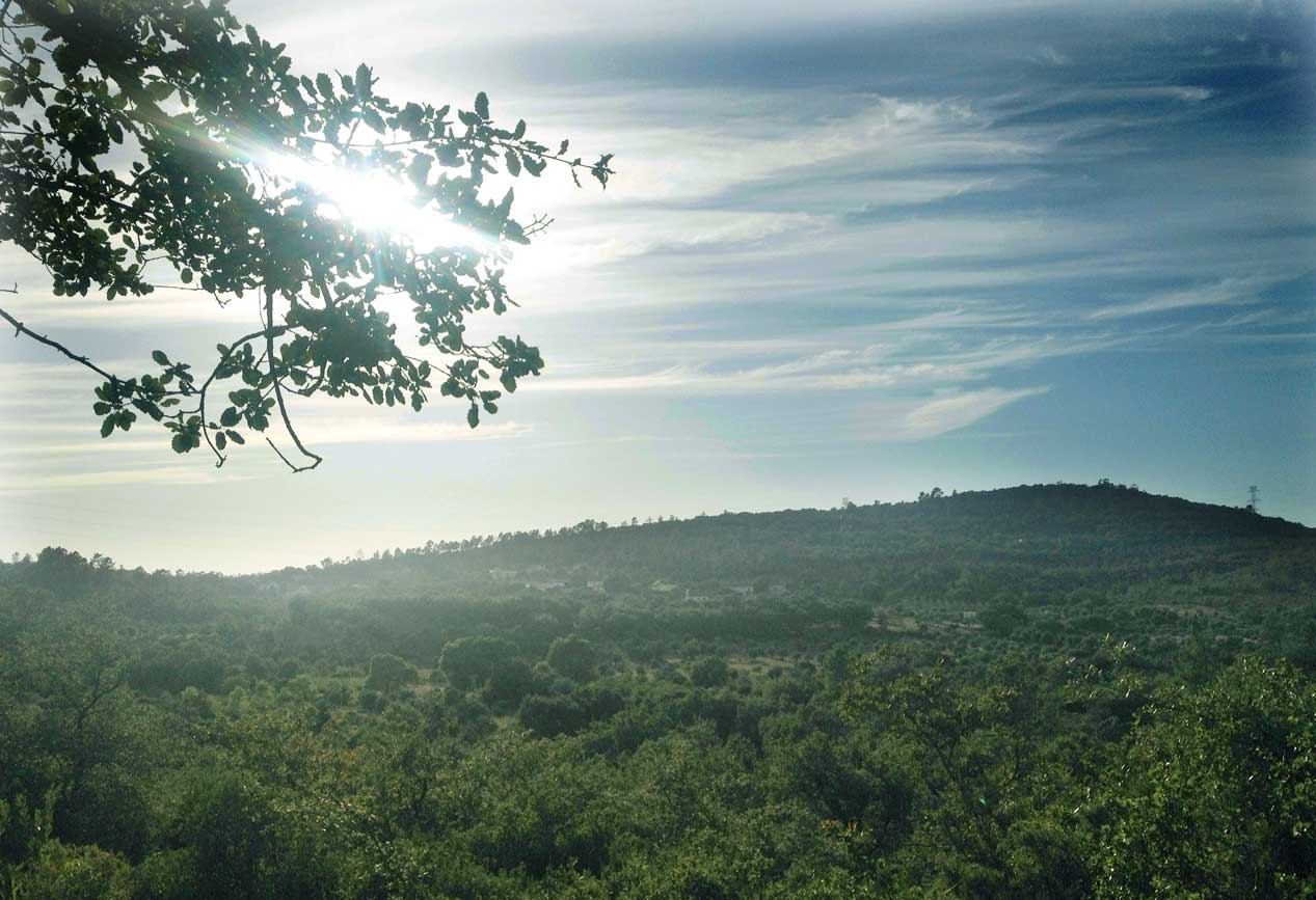 Vista