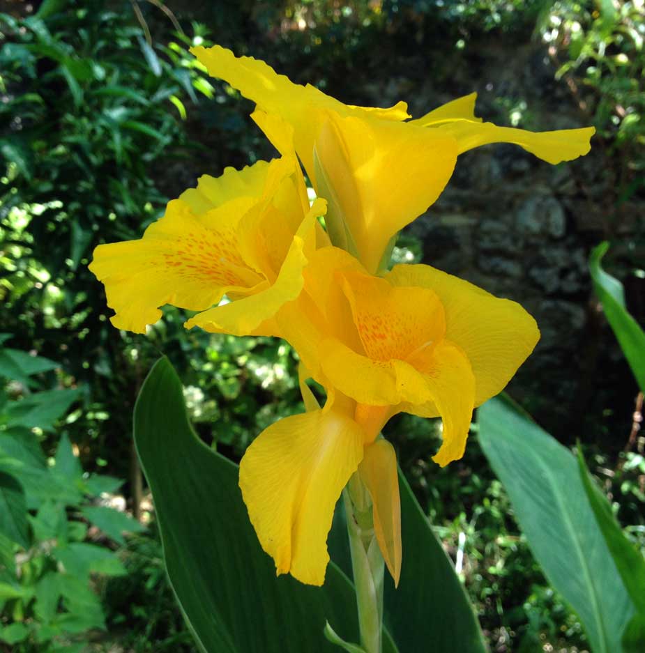 Flor