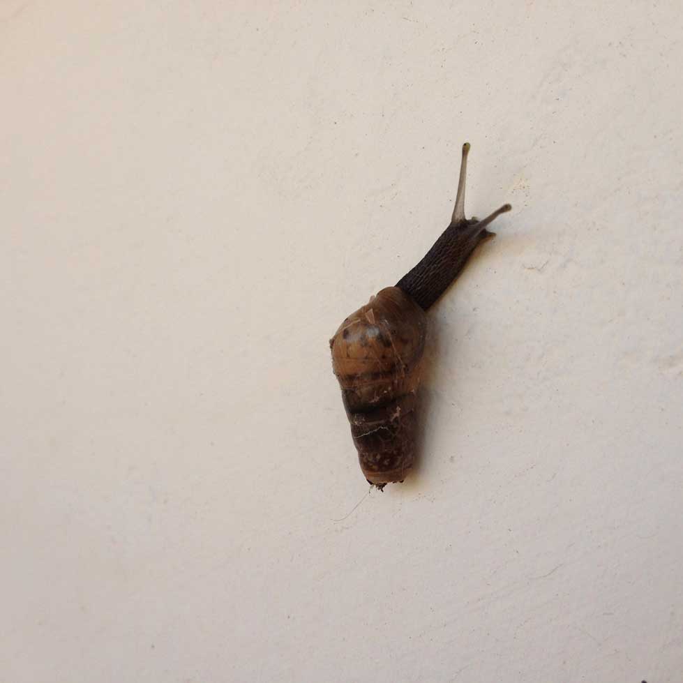 Caracol