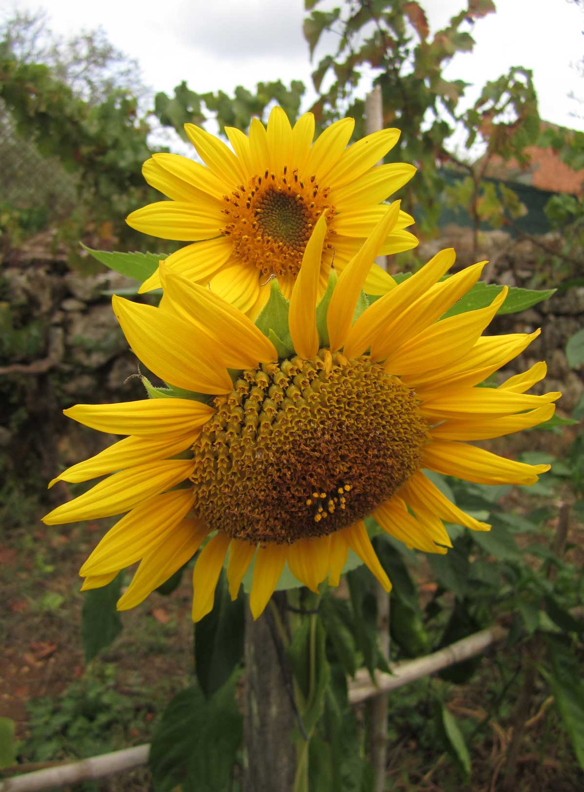 Girasol