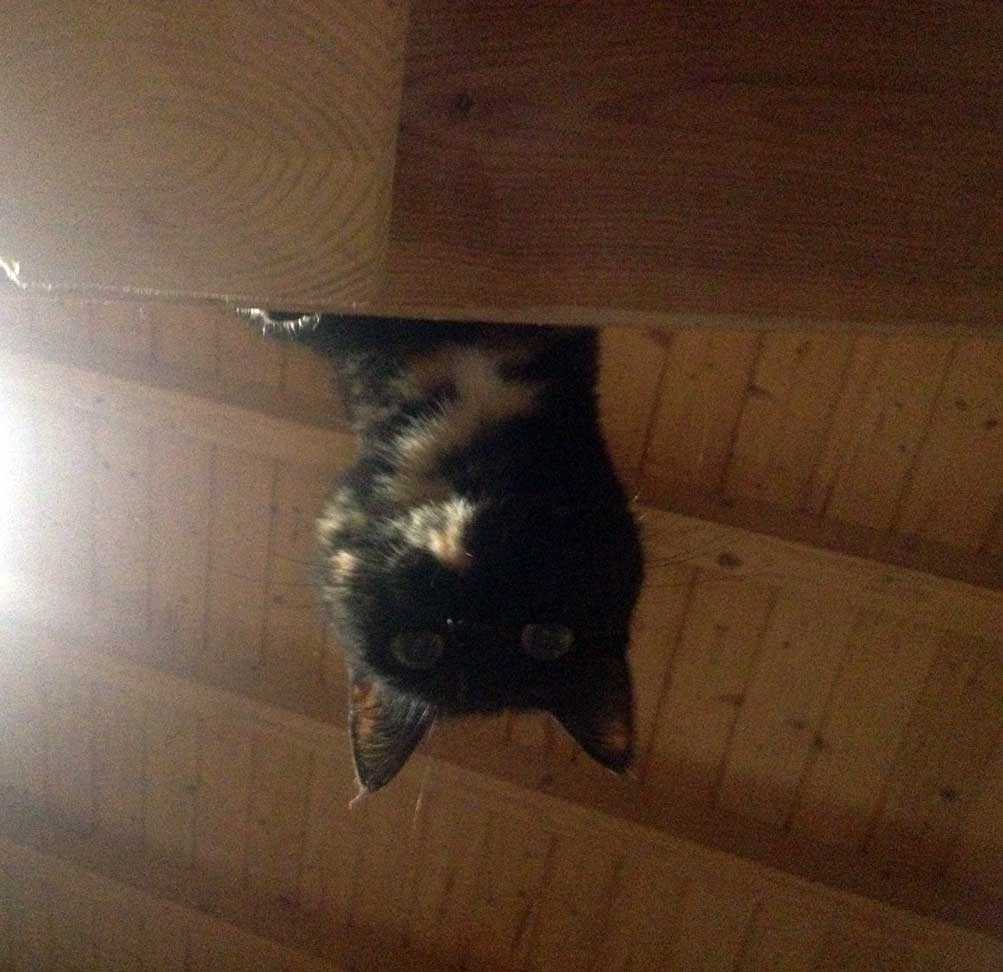 gata