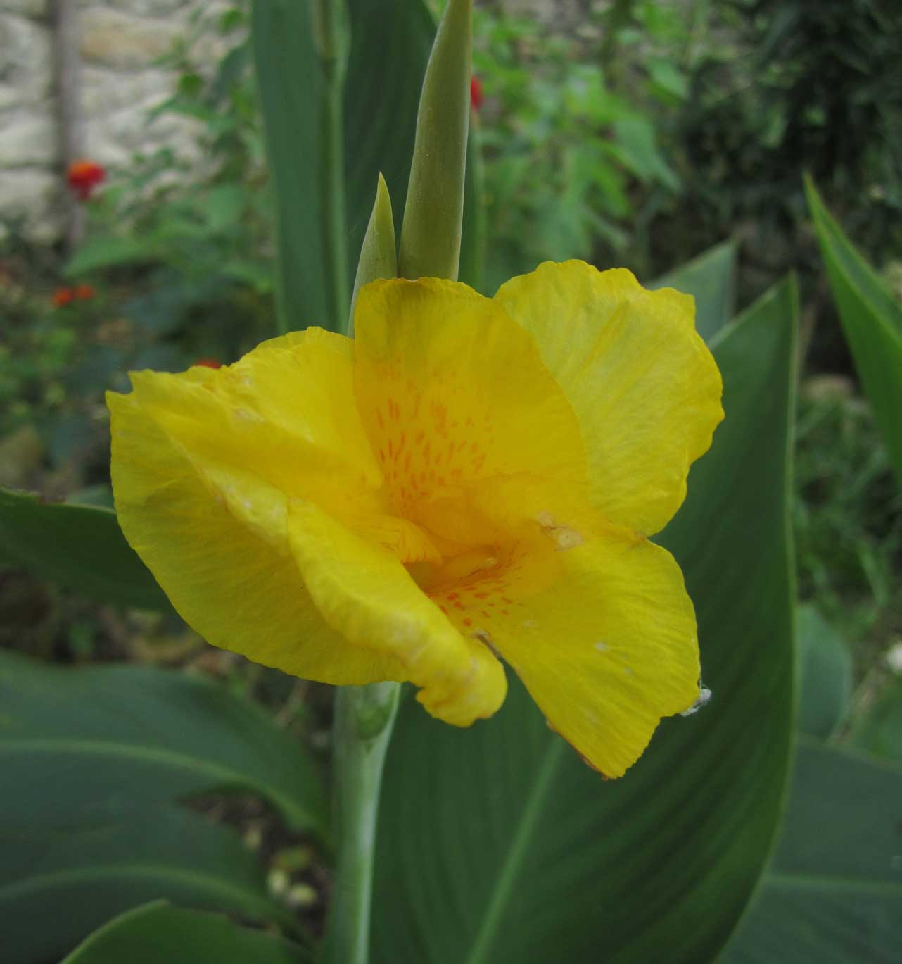 Flor