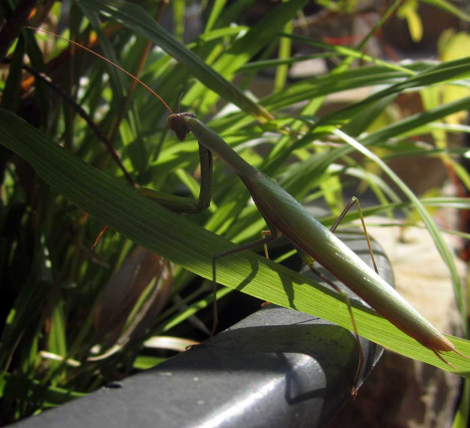 Mantis