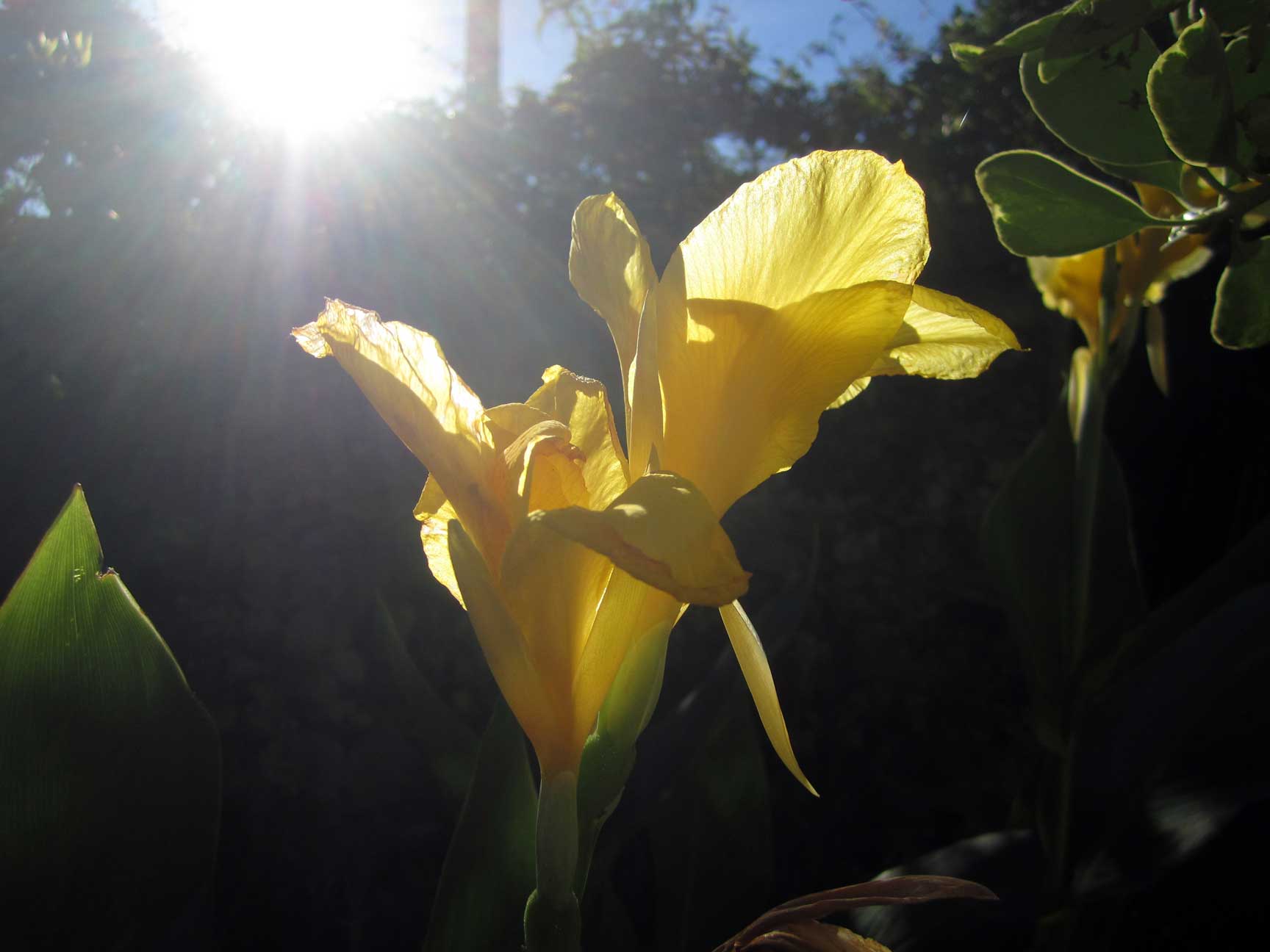 Flor