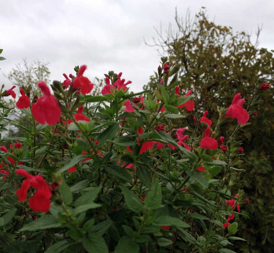 Flores