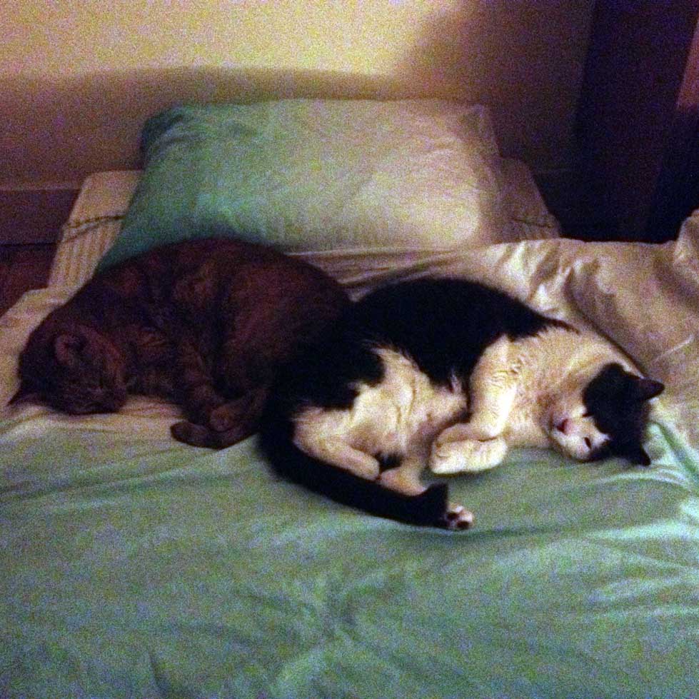 2 Gatos