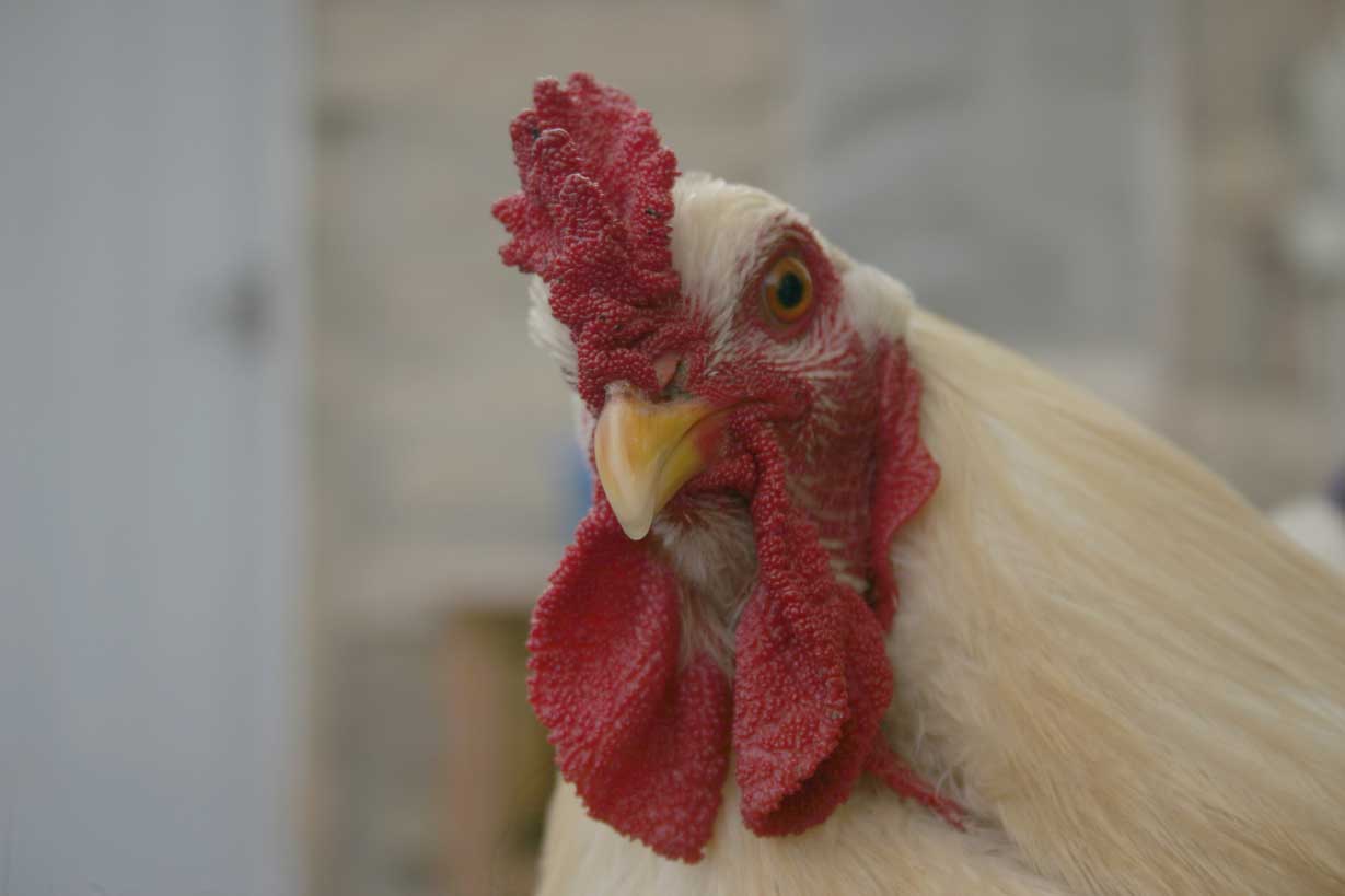Gallo