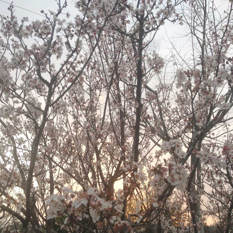 Flores