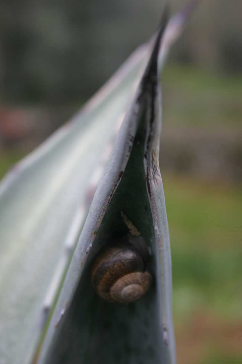 Caracol