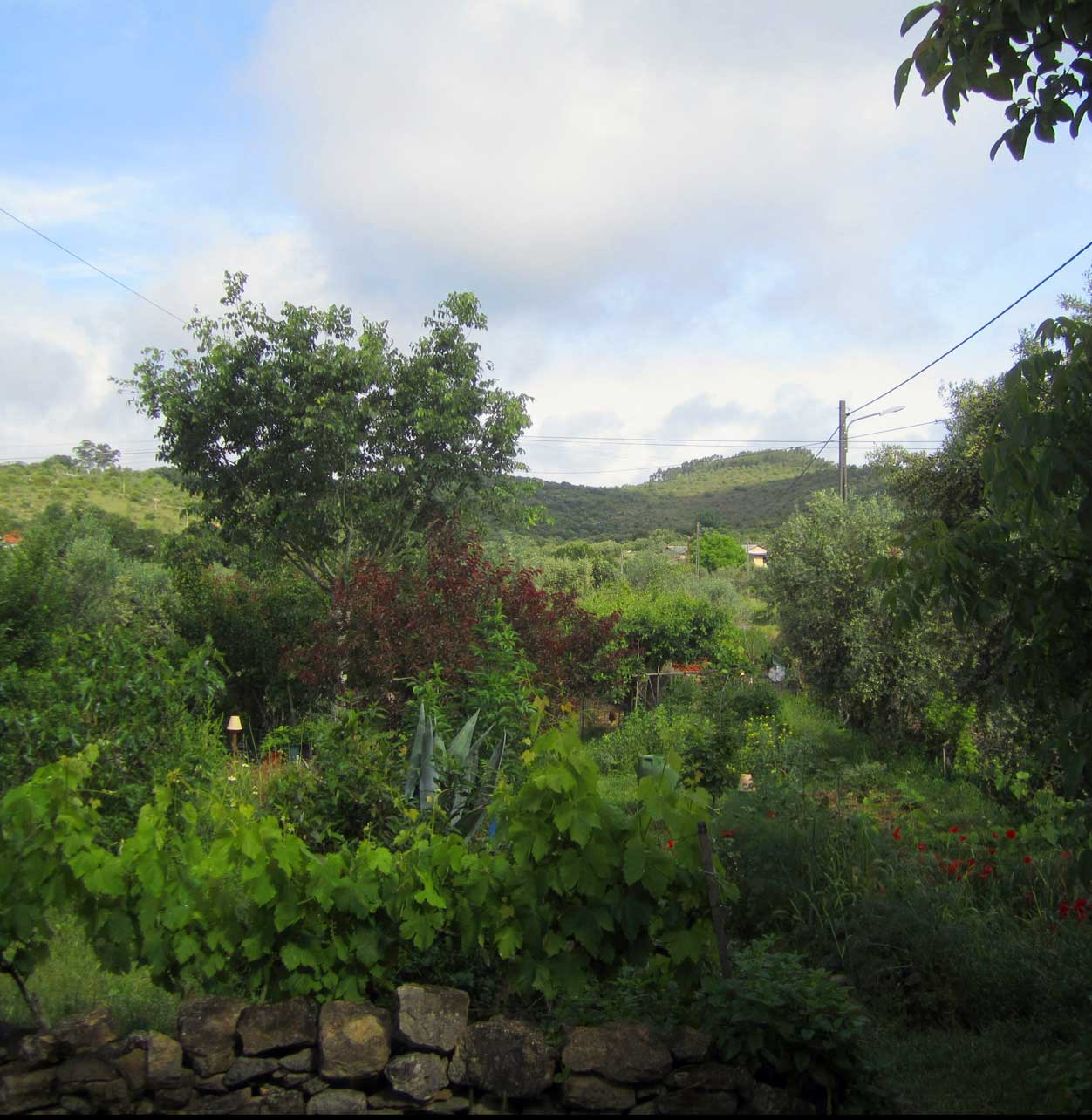 Jardim