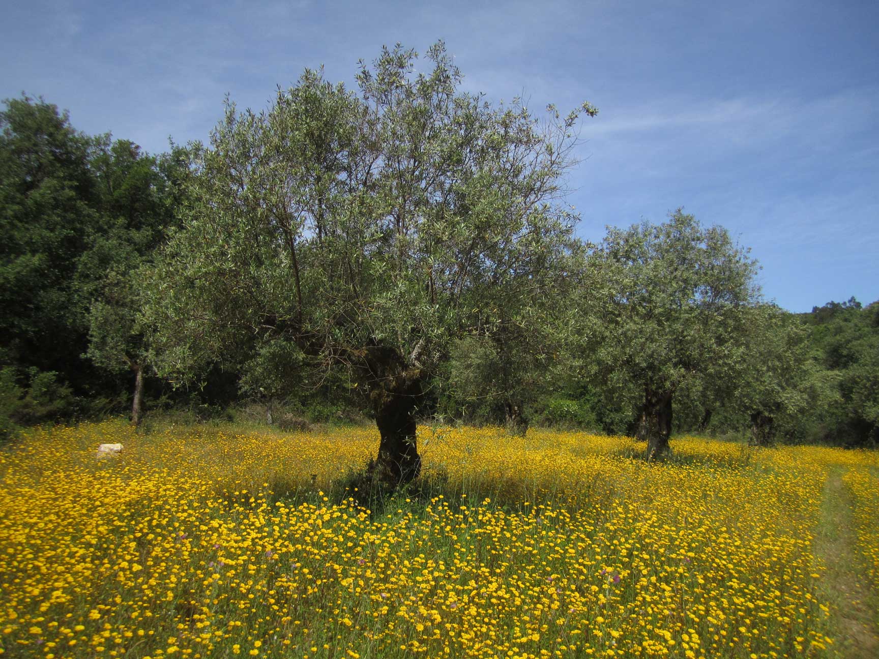 Oliveiras
