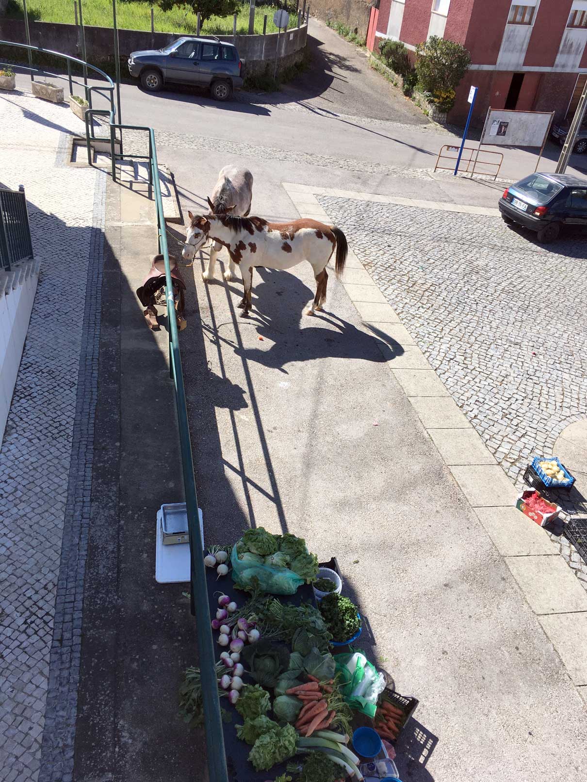 Cavalos