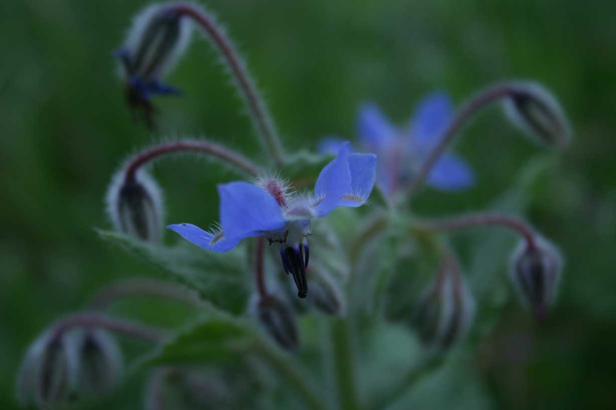 Flor